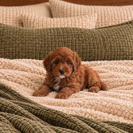 Florence - Red  female Goldendoodle puppy in Floyd, Virginia from Hearts and Paws Poodles and Doodles