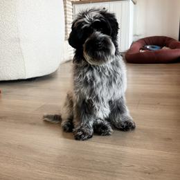Snoop - Black male Australian Labradoodle puppy in Nashville, Tennessee from SF Australian Labradoodles