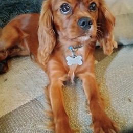 Cavalier King Charles Spaniel Puppies from Cavaliers at Carmen Acres Farm