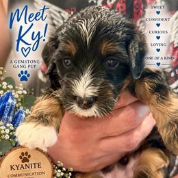 Ky - kyanite - Black tri-color male Assorted Doodle Crosses puppy in Las Vegas, Nevada from Gemstone Gang Doodles
