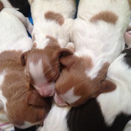 Brittany Puppies from Jacquie Jolly
