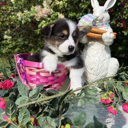 Girl 1 Vivian Leigh - Black and tan female Pembroke Welsh Corgi puppy in Delray Beach, Florida from Holly's Pembroke Welsh Corgis