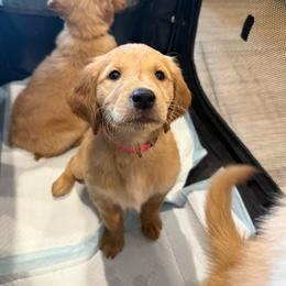 Piglet - Golden female Golden Retriever puppy in Simpsonville, South Carolina from Upstate Revival Retrievers
