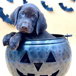 Labrador Retriever Puppies from Southern Heritage Retrievers