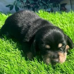 Maverick - Black and cream male Dachshund puppy in Chelsea, Oklahoma from Elite Puppies of Oklahoma, LLC