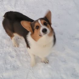 Pembroke Welsh Corgi All Grown Up from Pembroken Arrow Welsh Corgis