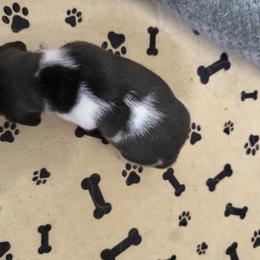 Ellie - Piebald female Dachshund puppy in Wappapello, Missouri from Kandb Dachshunds