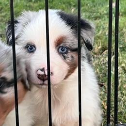 Hope - Blue merle female Australian Shepherd puppy in Lebanon, Oregon from Mount Hope Aussies