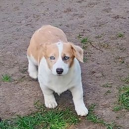 Periwinkle - Red merle and white female American Corgi puppy in Ellensburg, Washington from Faery Mount Farm