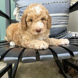 Bumpy - Fawn and white Sheepadoodle puppy in Little Rock, Arkansas from Summer Blossom Doodles