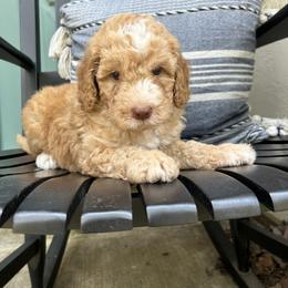 Bumpy - Fawn and white Sheepadoodle puppy in Little Rock, Arkansas from Summer Blossom Doodles