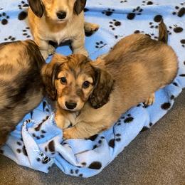 Blue collar male - Cream male Dachshund puppy in Madison, Indiana from Jensen Dobermans and Dachshunds