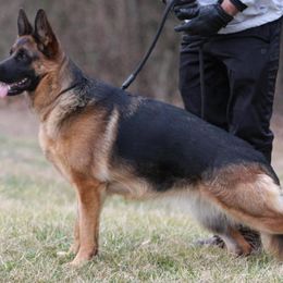 German Shepherd Puppies from Khanguard German Shepherds