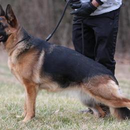 German Shepherd Puppies from Khanguard German Shepherds
