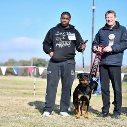 Mystique - Black and mahogany female Rottweiler puppy in Humble, Texas from Inexorable Haus Early Rotts