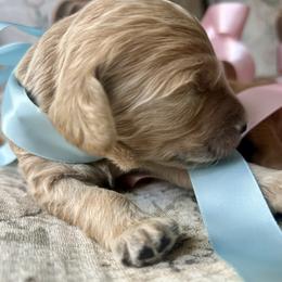 Boy 5 - male Goldendoodle puppy in Grand Blanc, Michigan from Perry Farm Doodles