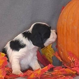 Martha - Black and white female Cocker Spaniel puppy in Crossville, Tennessee from Timber Sunrise Cockers