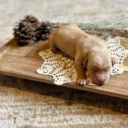 Boy 1 - Golden male Golden Retriever puppy in Buffalo, Missouri from Thrasher Family Puppies