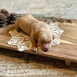 Boy 1 - Golden male Golden Retriever puppy in Buffalo, Missouri from Thrasher Family Puppies