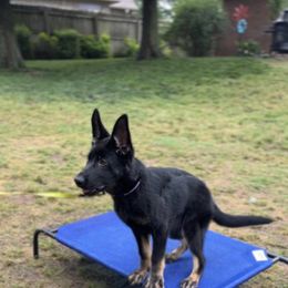 German Shepherd Puppies from Paws Of Germany