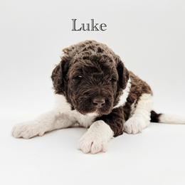Luke - Chocolate male Goldendoodle puppy in Milford, Pennsylvania from Doodles Are Golden