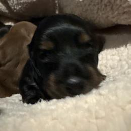 Boy 4 - Black and tan male Dachshund puppy in Flint, Michigan from Matthews Dachshunds