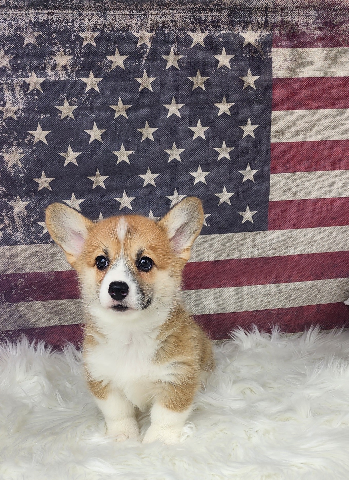 Pembroke Welsh Corgi Puppies from Hilltop Corgis
