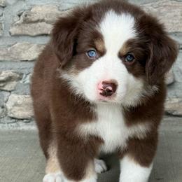 Brooks - Red tri male Miniature Australian Shepherd puppy in Cunningham, Tennessee from Copper Creek Aussies