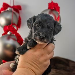 Black boy - Black male Goldendoodle puppy in Lafayette, Alabama from Sweethaven Kennels