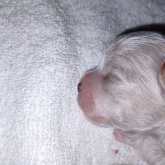 Kobe - Brown and white Shichon puppy in Everett, Washington from Megen D Conroy