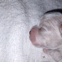 Kobe - Brown and white Shichon puppy in Everett, Washington from Megen D Conroy