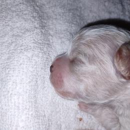 Kobe - Brown and white Shichon puppy in Everett, Washington from Megen D Conroy