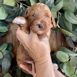 Spruce - Yellow and white male Bernedoodle puppy in Superior, Arizona from Mountain Bridge Doodles