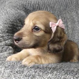 Trixie - Cream female Dachshund puppy in Plant City, Florida from Oakley's Dachshund Ranch