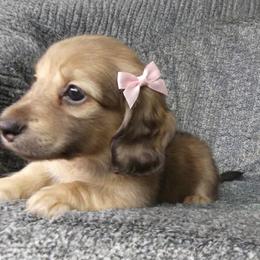 Trixie - Cream female Dachshund puppy in Plant City, Florida from Oakley's Dachshund Ranch