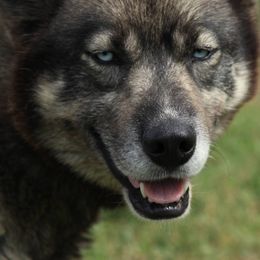Siberian Huskies from Frosty Timber Sled Dogs