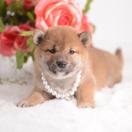 Nina 🩷 Red Girl - Red female Shiba Inu puppy in Neosho, Missouri from Sunny Terrace Shibas