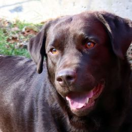 Leah - Labrador Retriever
