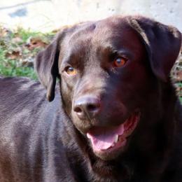 Leah - Labrador Retriever