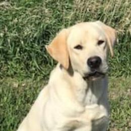 Labrador Retrievers from Bluff View Labradors