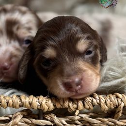 Julep - Chocolate and cream female Dachshund puppy in Fayetteville, West Virginia from Loop Creek Dachshunds