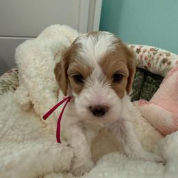 Dolly sparkle - Cream female Goldendoodle puppy in Port Saint Lucie, Florida from Coastal Crown Doodles