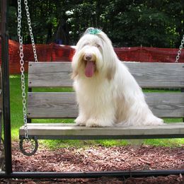 Bearded Collie All Grown Up from Meadows Bearded Collies