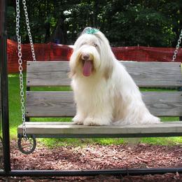 Bearded Collie All Grown Up from Meadows Bearded Collies