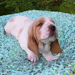 Velma - Red and white female Basset Hound puppy in Big Rapids, Michigan from Basket Hound Bassets