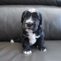 Australian Labradoodle Puppies from Australian Heritage Labradoodles
