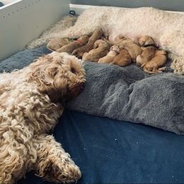 Double Doodle Puppies from COCKADOODLEPOO