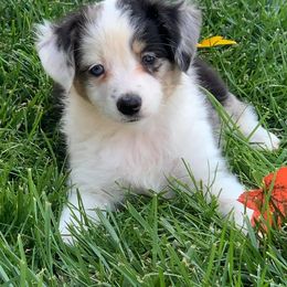 Miniature Australian Shepherd Puppies from Rocky Top Kennels