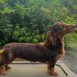 Maisie - Dachshund