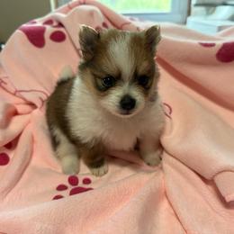Girl 1 - Tri-colored female Pomeranian puppy in Decatur, Iowa from Lisa Greenhalgh